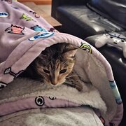 Home Owner wanting sitter in Merimbula, New South Wales