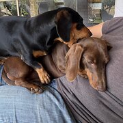 House Sitter - 🐾 Kristy & Ben 🏡