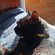 Home Owner wanting sitter in Brisbane, Queensland