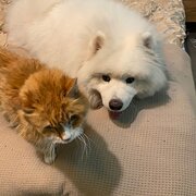 Home Owner wanting sitter in , Victoria