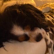Home Owner wanting sitter in , New South Wales