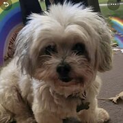 Home Owner wanting sitter in , Queensland