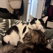 Home Owner wanting sitter in , South Australia