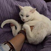 Home Owner wanting sitter in Melbourne, Victoria