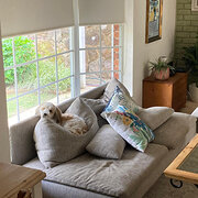 Home Owner wanting sitter in Sydney , New South Wales