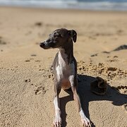 Home Owner wanting sitter in Coffs Harbour , New South Wales