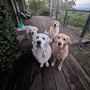 Home Owner wanting sitter in Toowoomba, Queensland