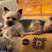 Home Owner wanting sitter in , Western Australia