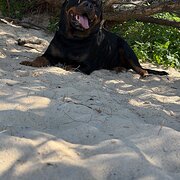 Home Owner wanting sitter in Maroochydore , Queensland
