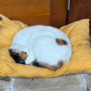 Home Owner wanting sitter in , New South Wales