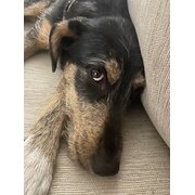 Home Owner wanting sitter in Brisbane , Queensland