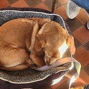 Home Owner wanting sitter in Mornington, Victoria