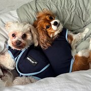 Home Owner wanting sitter in Brisbane, Queensland