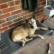 Home Owner wanting sitter in TYABB, Victoria