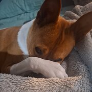 Home Owner wanting sitter in Melbourne, New South Wales