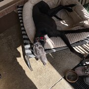 Home Owner wanting sitter in , New South Wales