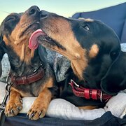 Home Owner wanting sitter in , Western Australia