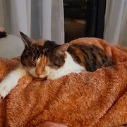 Home Owner wanting sitter in Devonport, Tasmania