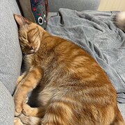 Home Owner wanting sitter in Parramatta , New South Wales