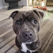 Home Owner wanting sitter in Ipswich, Queensland