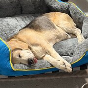 Home Owner wanting sitter in Newcastle, New South Wales