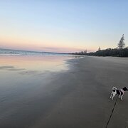 House Sitter - Reliable & Caring Pet Sitter 🐾