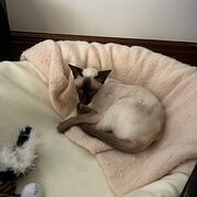 House Sitter - Earth Angel 