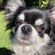 Home Owner wanting sitter in Sydney, New South Wales