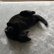 Home Owner wanting sitter in , New South Wales