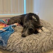 Home Owner wanting sitter in Newcastle , New South Wales