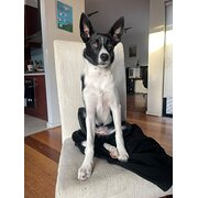 Home Owner wanting sitter in Mount Barker, South Australia