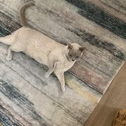 Home Owner wanting sitter in Melbourne. , Victoria