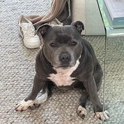 Home Owner wanting sitter in , Victoria