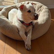Home Owner wanting sitter in , Tasmania