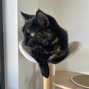 Home Owner wanting sitter in , Australian Capital Territory