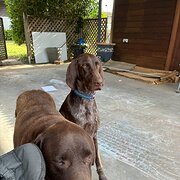 Home Owner wanting sitter in , New South Wales