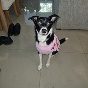 Home Owner wanting sitter in Brisbane , Queensland