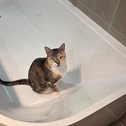 Home Owner wanting sitter in PENRITH, New South Wales