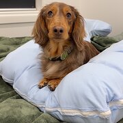 Home Owner wanting sitter in , South Australia