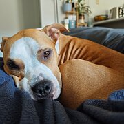 Home Owner wanting sitter in , Western Australia