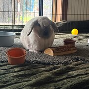 Home Owner wanting sitter in , Victoria