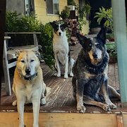 Home Owner wanting sitter in , South Australia