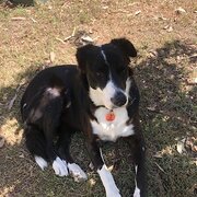 Home Owner wanting sitter in Toowoomba, Queensland