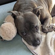 Home Owner wanting sitter in TOWNSVILLE, Queensland