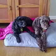 Home Owner wanting sitter in , Victoria