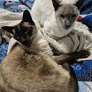 Home Owner wanting sitter in , Queensland