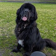 Home Owner wanting sitter in , Victoria
