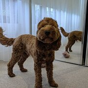 Home Owner wanting sitter in Melbourne, Victoria