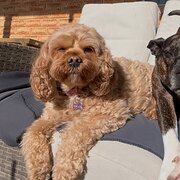 Home Owner wanting sitter in Dawesville, Western Australia