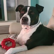 Home Owner wanting sitter in , Western Australia